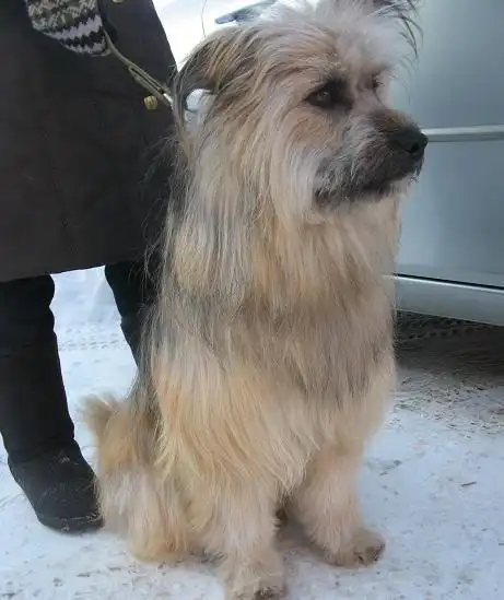 Пес Мотвей ждет своего друга!