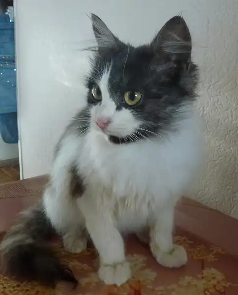 Том и Джерри - в лучшие руки!