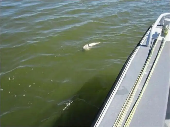 Рыба немного не рассчитала (мини пост)