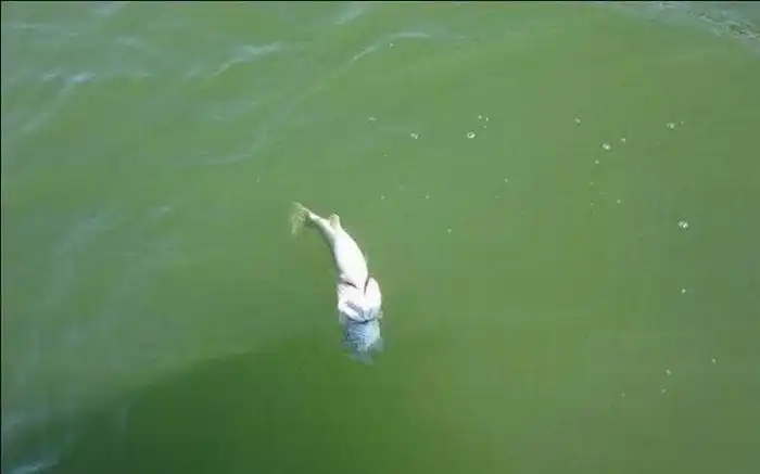 Рыба немного не рассчитала (мини пост)