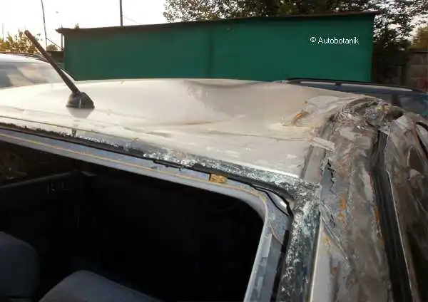 Уши "лансеру" пришить обратно