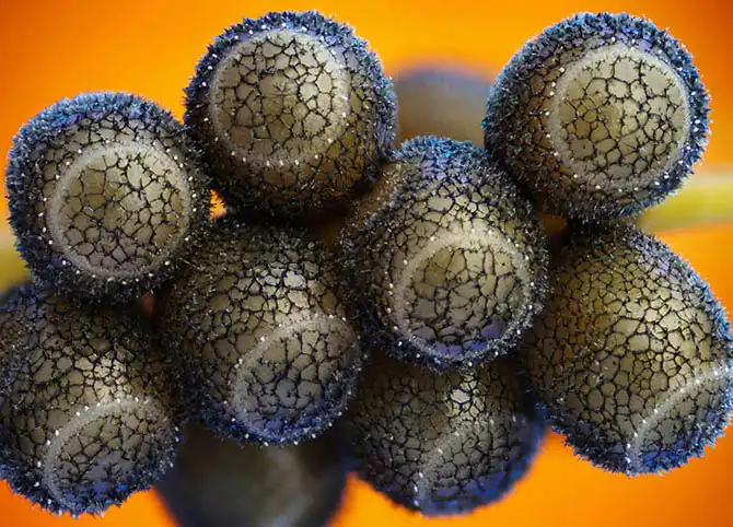 Финалисты конкурса микрофотографии Olympus BioScapes