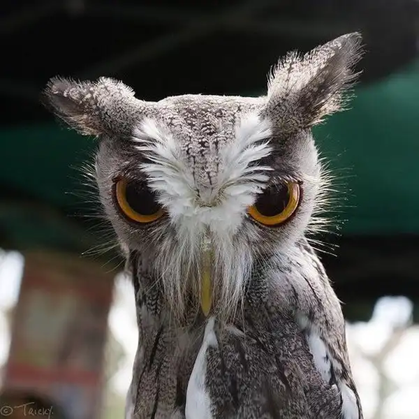 Просто прикольное зверье.