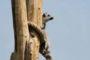 Венский зоопарк. Tiergarten Sch&#246;nbrunn