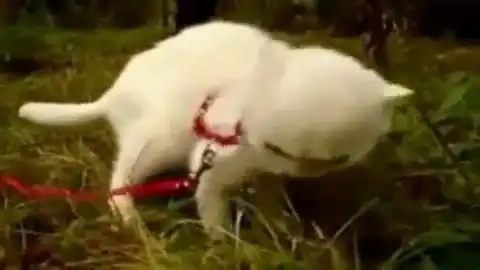 И тут кота трава накрыла