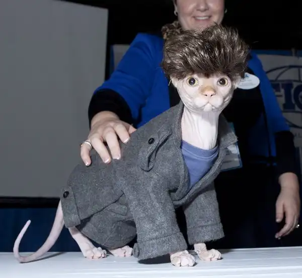 Мода для кошек