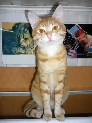 Красивучие коты в добрые руки