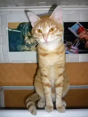 Красивучие коты в добрые руки