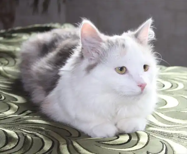 Суперпушистая кошечка