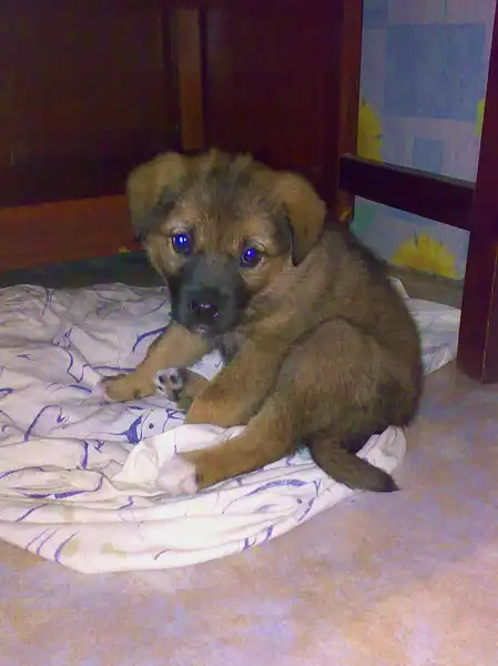 Маленькая красатулька в поиске хозяев!