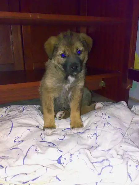 Маленькая красатулька в поиске хозяев!