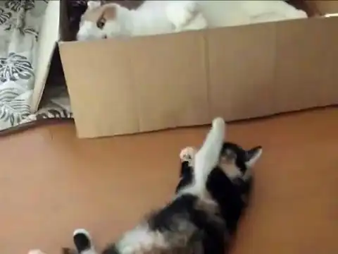 Кот троллит котенка