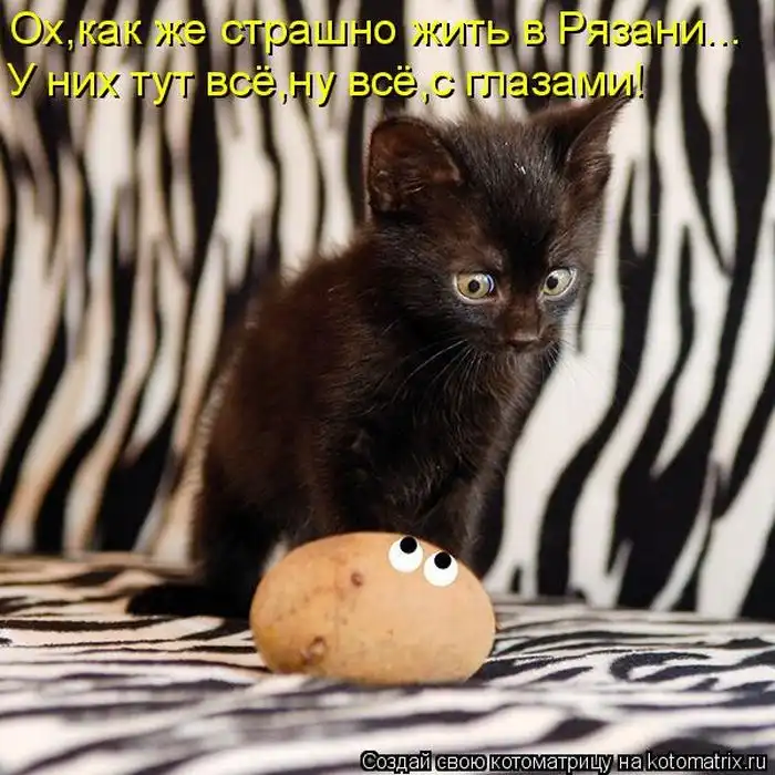 Лучшие котоматрицы недели