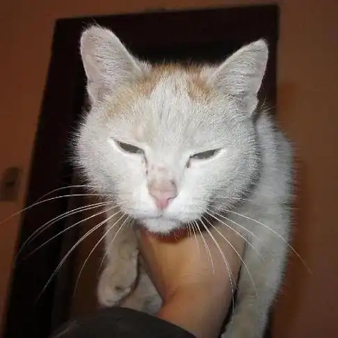 Кошке нужна помощь