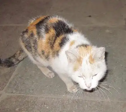 Кошке нужна помощь