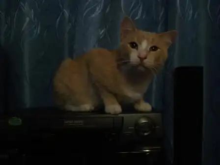 рыжий котик ищет дом