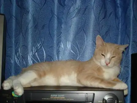 рыжий котик ищет дом