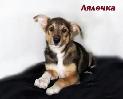 Два щенка дев. 2,5 месяца в самые добрые руки!