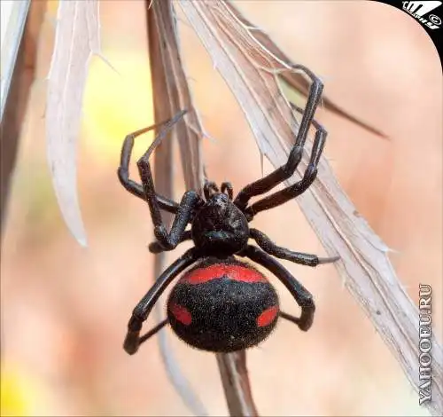 Укус чёрной вдовы