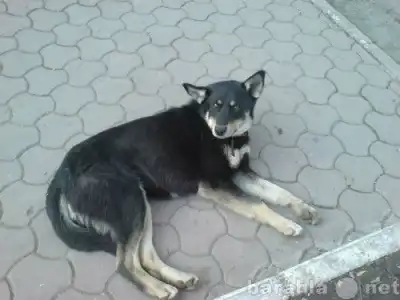 Благородный Черныш