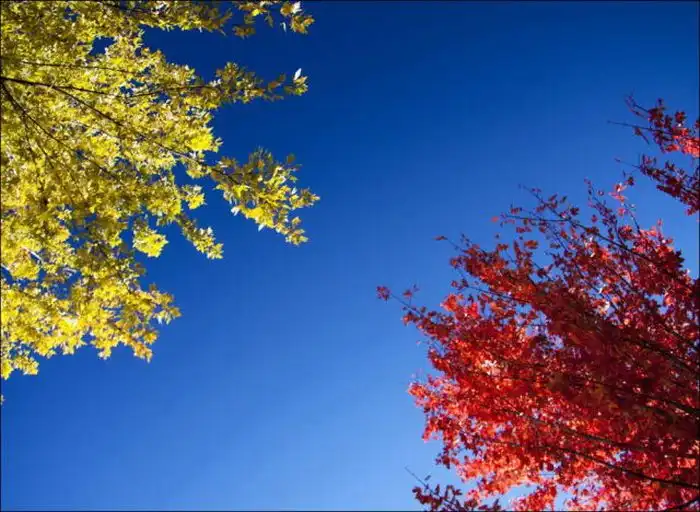 Красивая осень