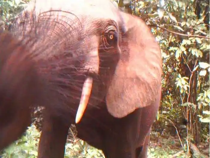 Лучшие фотографии с камер-ловушек