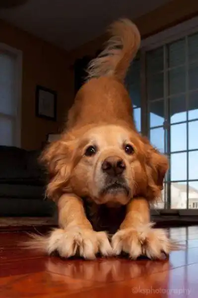 Позитив в животном мире