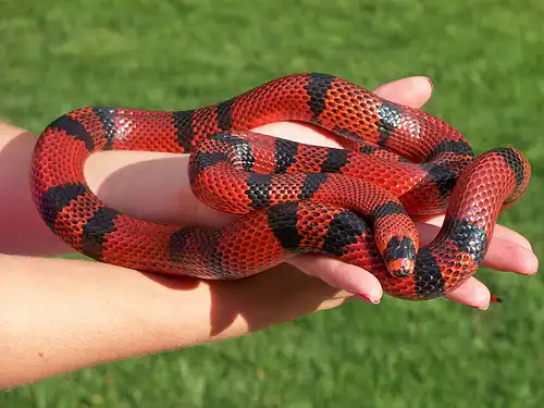 Во Флориде родилась двухголовая змея-альбинос