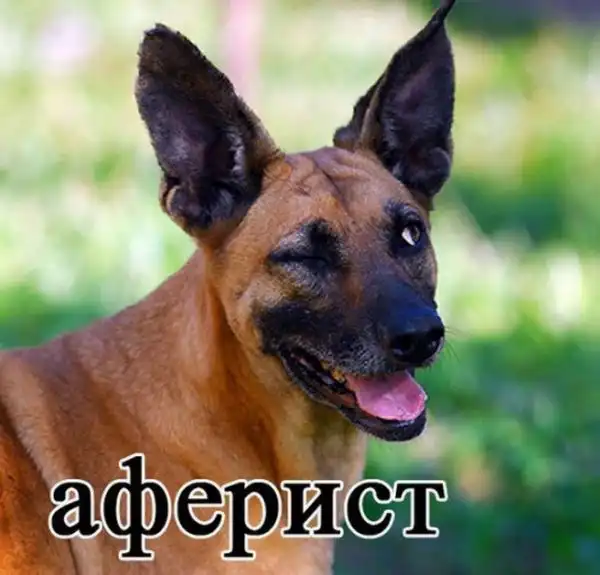 Животные и профессии людей (15 фото)