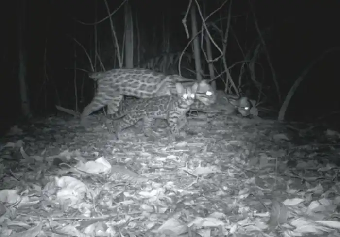 Лучшие фотографии с камер-ловушек