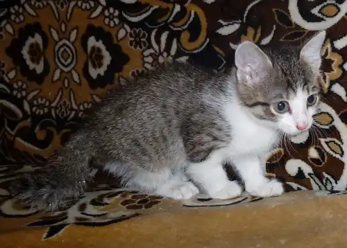 Котёночек ищет дом!