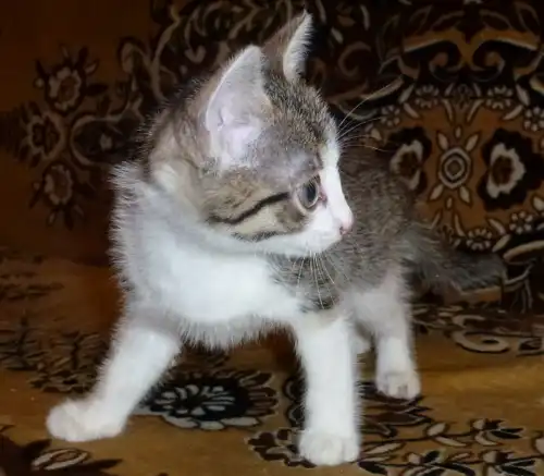 Котёночек ищет дом!