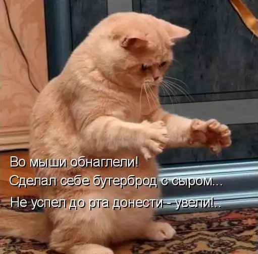 Немного котоматриц