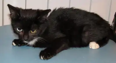 Уникальная кошечка! (3 месяца)