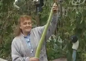 Ай,да огурчики!