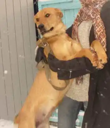 Отдам в хорошие руки  собаку Раду