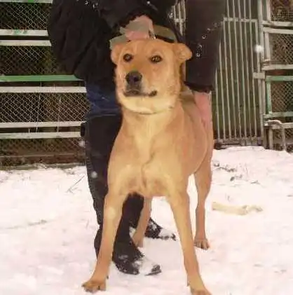 Отдам в хорошие руки  собаку Раду