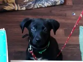 Щенок  ищет дом