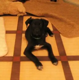 Щенок  ищет дом