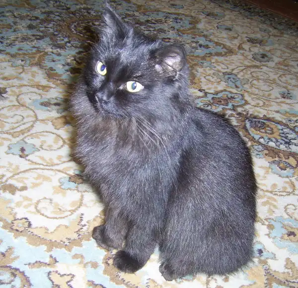 Отдам в хорошие руки  шикарного кота подростка