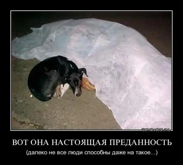 Много демок.