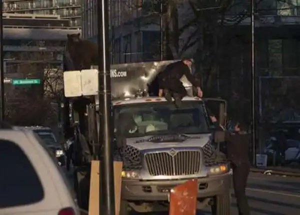 Медведь прокатился в мусоровозе