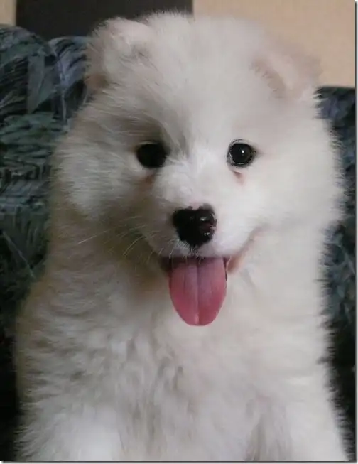 Белоснежная Самоедская лайка