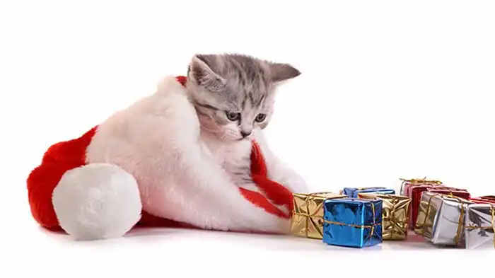 Милые животные готовятся к рождеству