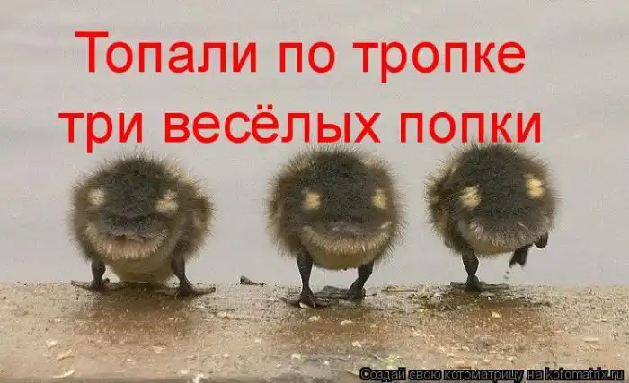 Лучшие котоматрицы недели