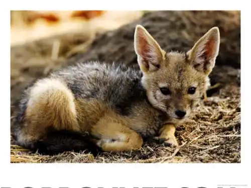 Интересное о шакалах