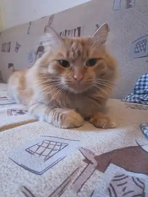 Отдам в хорошие руки  рыжего кота