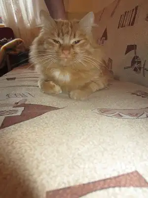 Отдам в хорошие руки  рыжего кота