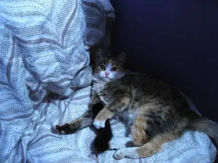 киса-черепашка ищет дом