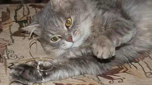 Серый кот ищет хозяина!